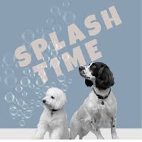 Splash Time Dog Groomers