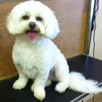 Handforth Dog Groomers