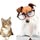 Cats, Dogs & Peace of Mind