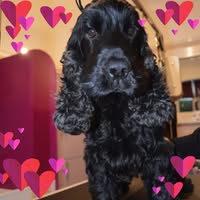 K9 Cuts Professional Dog Grooming Parlour