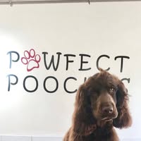 Pawfect Pooches