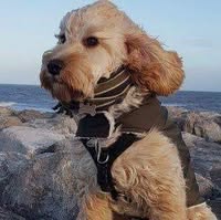 Cockapoo and Friends