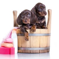 A1K9 Dog Grooming Exeter