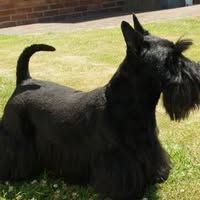 Barton Barkers Dog Grooming