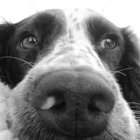 Love PAWfection Grooming Boutique
