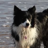 Freyasway Mobile Dog Grooming