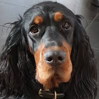 Little Big Paw Grooming York