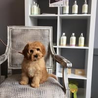 The Fur Boutique