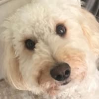 Dolly's Pooch Coiffure