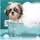 4paws Essex Grooming
