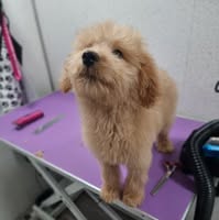 Scruffy to Fluffy Pet Grooming