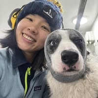 Doggy Groom Mobile Dog Grooming