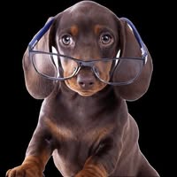 Dogmasters