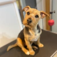 AC K9 Dog Grooming