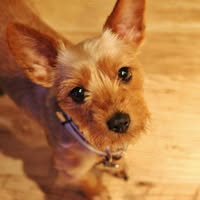 Sarah Clarke Dog Grooming