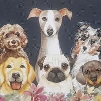 Scruff to Buff Dogs