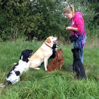 Lisa's Pet care services