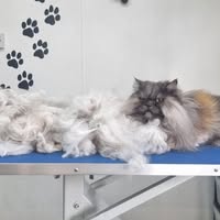 The Pet Grooming Barn