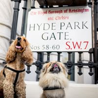 Man’s Best Friend Kensington and Chelsea