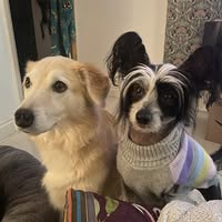 Truly Trims Dog Grooming