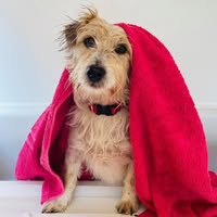 Bark In Style Dog Grooming Abingdon