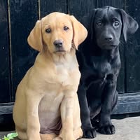 Dogs Exclusive