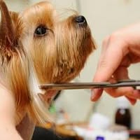 Furry Feet Dog Grooming