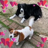 Super Dogs Wash & Groom