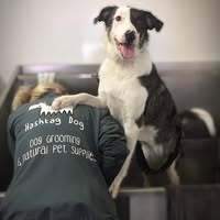 Hashtag Dog Groomers Steelyard Sheffield