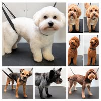 Dog Grooming at Cornish Good Life