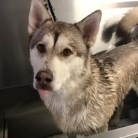 Wet Dog London
