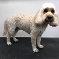 Cornwall Pet Spa