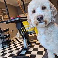 Grubby Paws Dog Grooming Ltd