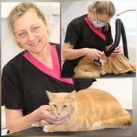Jan's Mobile Cat Grooming Ltd