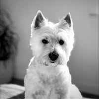 Doggie Dolittle Boutique & Grooming Salon