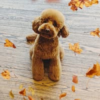 Woodland Paws Dog Grooming