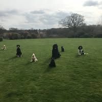 Dolly Dog & Puppy Grooming Salon