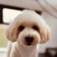 KAY9 Dog Grooming