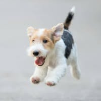 Every Dog Has Its Day