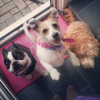 Muddy Pawz Serenity Ltd