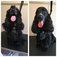 Barks and Bubbles Grooming Grantham
