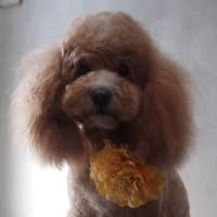 Salon de’ Pooch