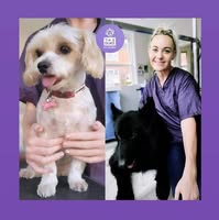 Tia & Duke Dog Grooming Eastbourne