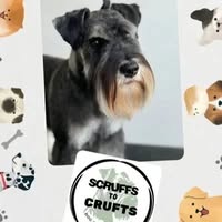 Scruffs to crufts dog grooming salon ltd