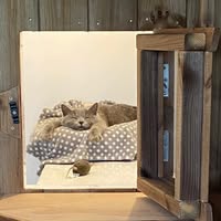 Alley Cats Cattery