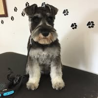 Katia's Dog Grooming