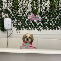 Dem’s Doggy Daycare & Denstead Dogs Grooming
