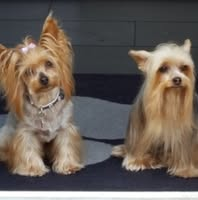 Lisa's Dog Grooming