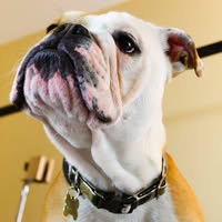 Wiggle-butts Dog Grooming