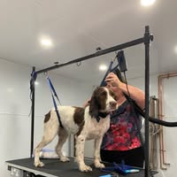 Dip and Clip Dog Grooming